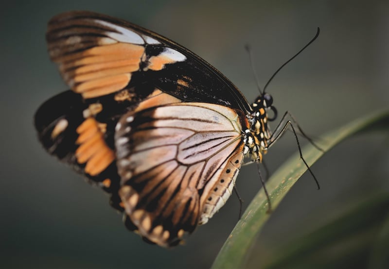 Butterfly Effect Consequences